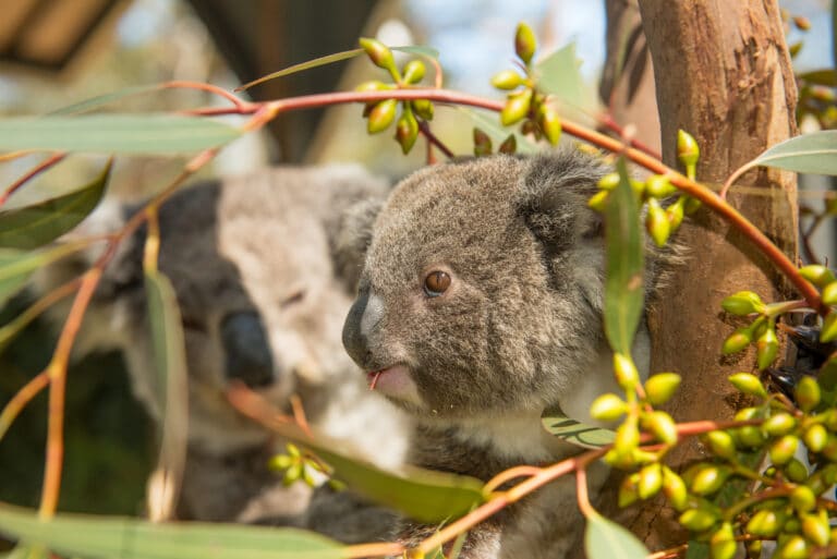Port Stephens Koala Sanctuary APPA Finalist 2022 – Case Study